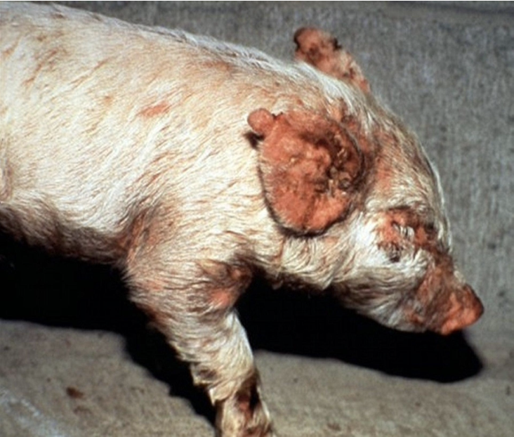<p>Greasy Pig Disease (Executive Epidermitis)&nbsp;</p>