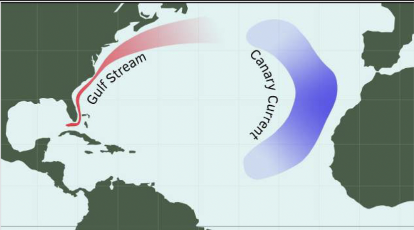 <p>Currents on the western side of a gyre are faster, deeper, and narrower than currents on the eastern side</p>