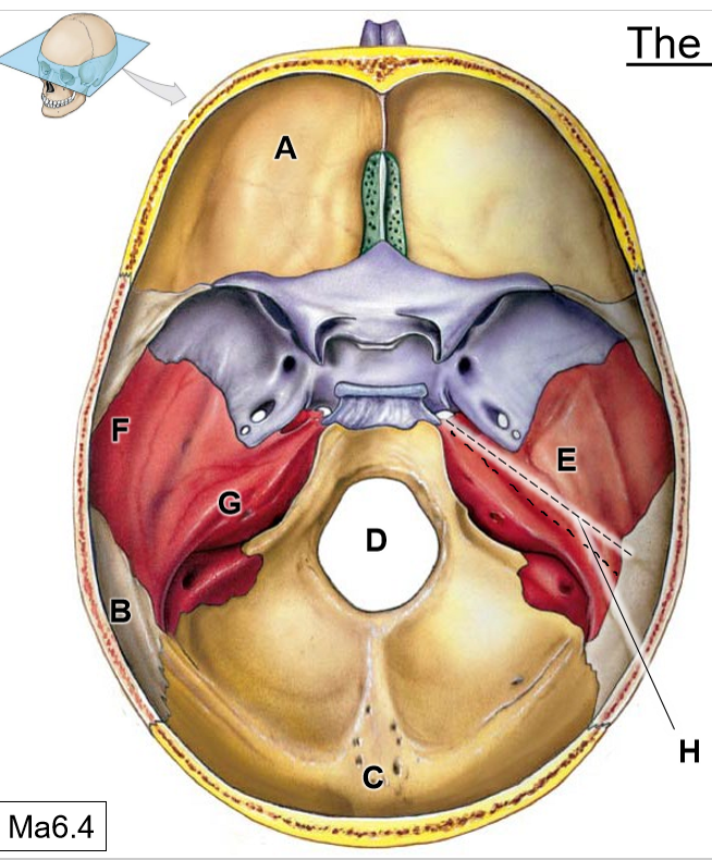 <p>D</p>