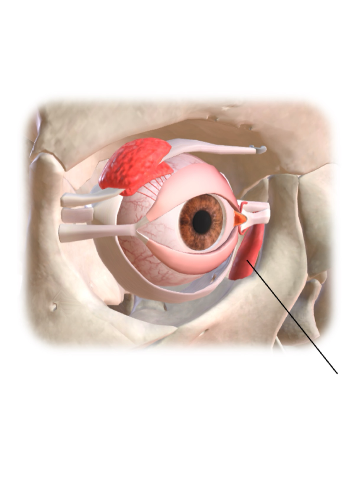 <p><strong><em><u>Lacrimal Sac </u></em></strong></p><ul><li><p>Bag-like upper portion of nasolacrimal duct that conveys fluid from eye to nasal cavity</p></li></ul><p></p>