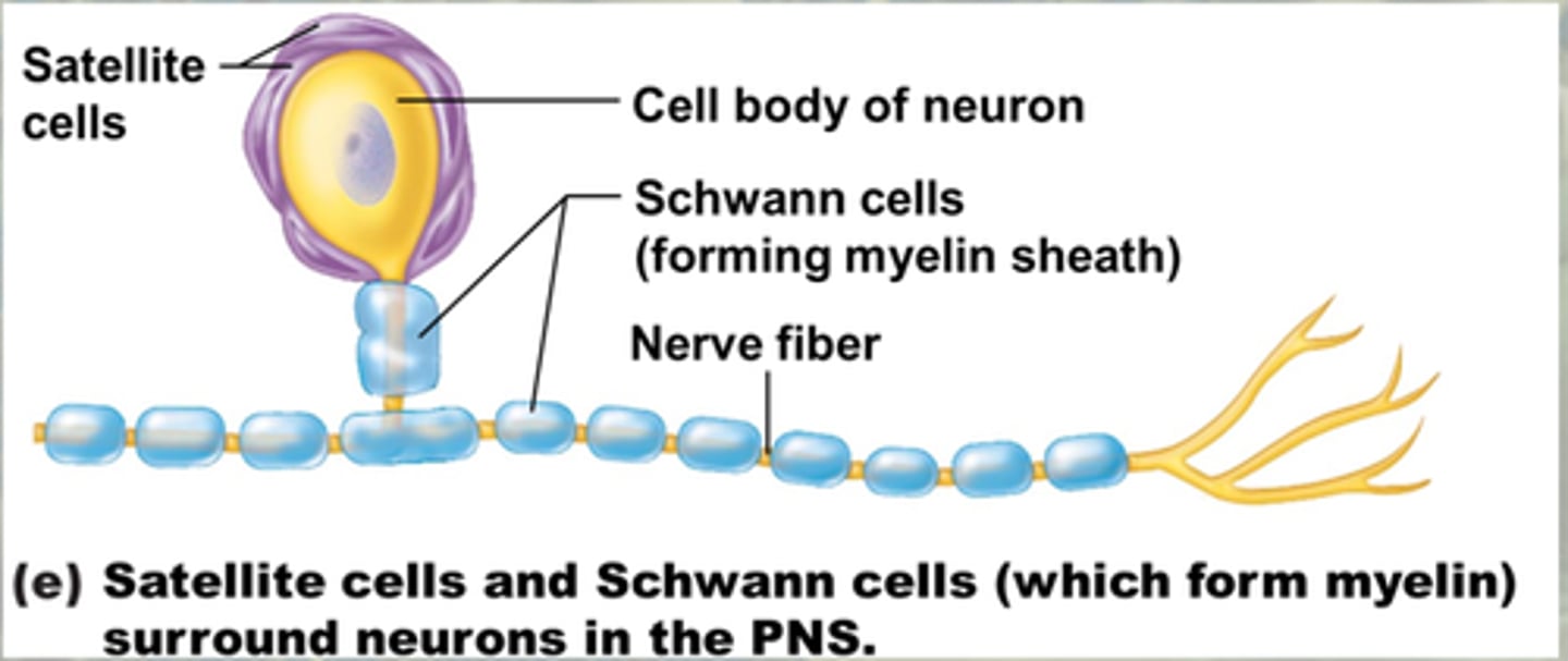 <p>-surround neuron cell bodies in PNS</p><p>-provide electrical insulation around the soma</p><p>-regulate the chemical environment of neurons</p>