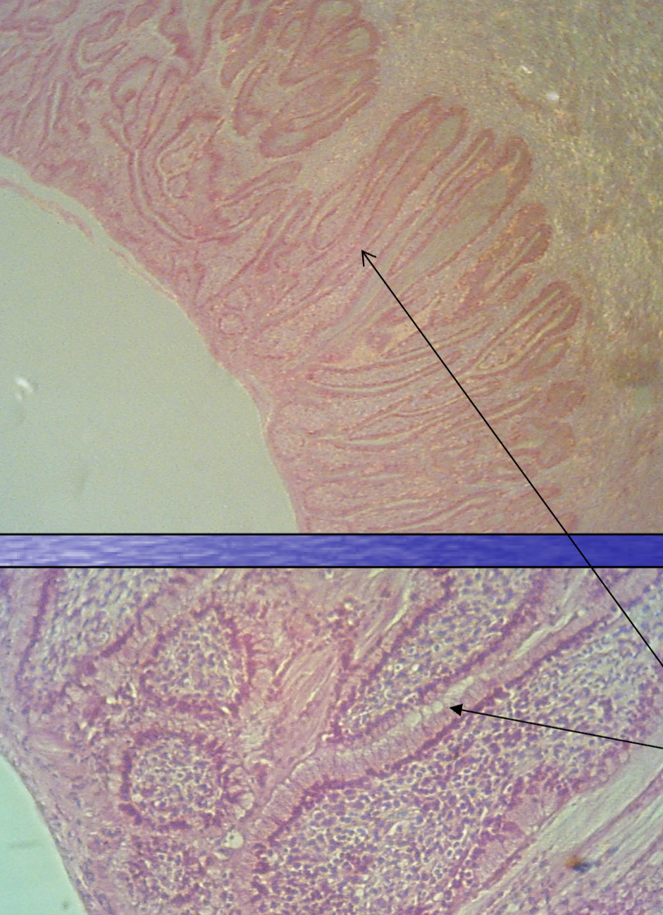 <p>What structures are being indicated by the arrows?</p><p>*Hint: Goblet cells, along with ciliated columnar epithelial&nbsp; cells, are sequestered to <strong>deep furrows in the cervical mucosa</strong>.</p>