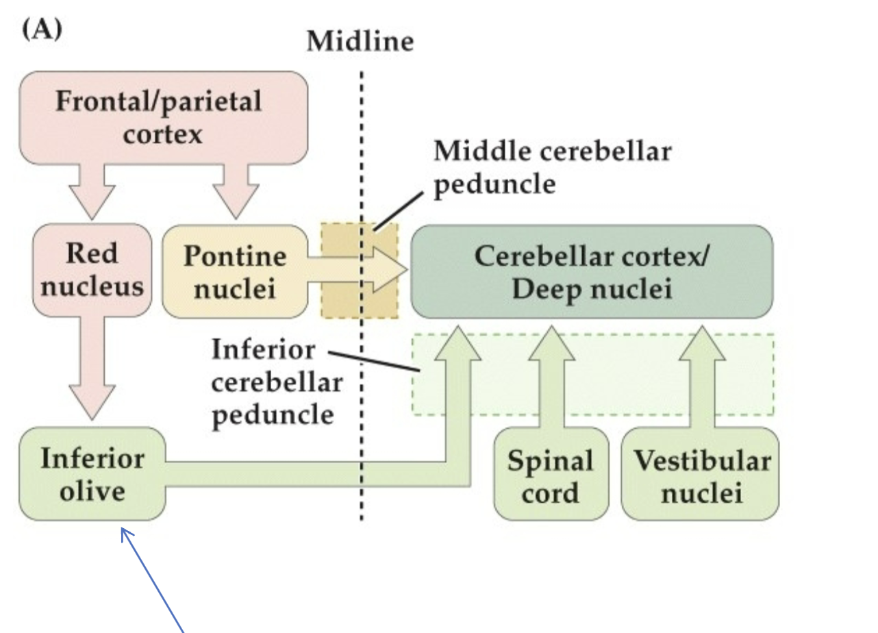 <p>Information from the<strong> pontine nuclei</strong> and <strong>inferior olive</strong>!</p>