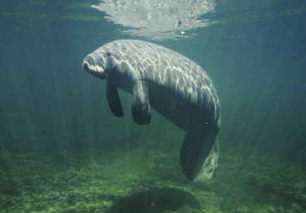 <p>West Indian manatee</p>