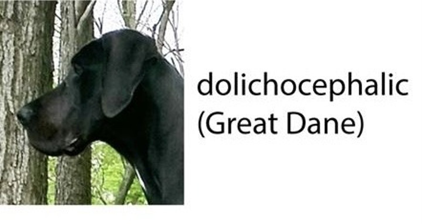 <p>The long headed form of dog head (Great Dane)</p>
