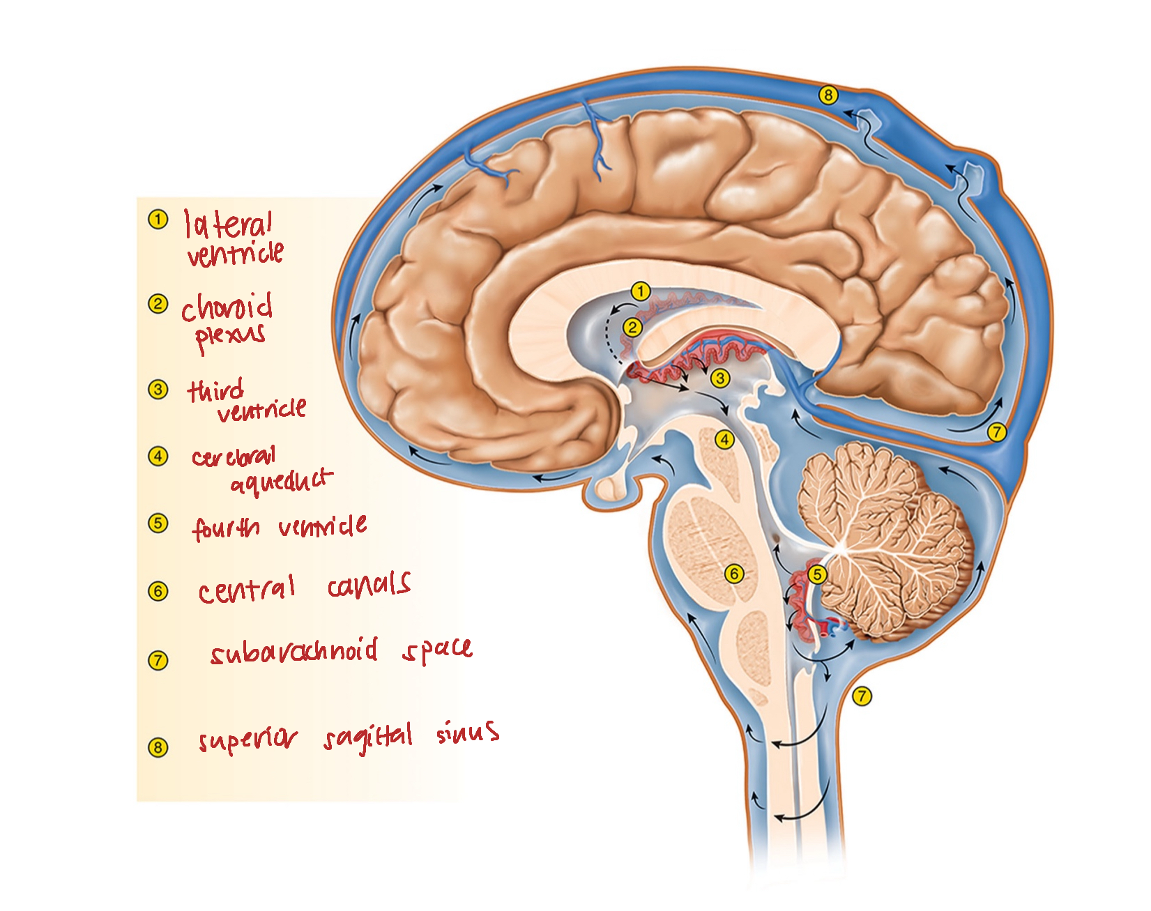 knowt flashcard image