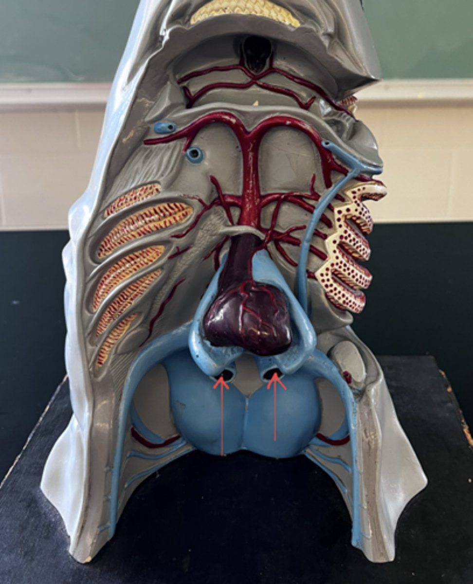 <p>what vein feeds into this?</p>