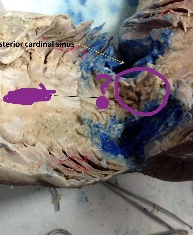<p>What is circled? </p>