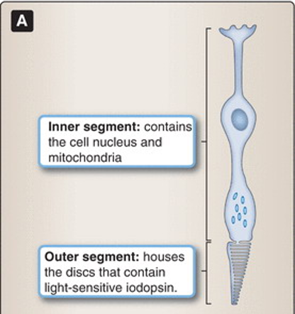 <ul><li><p><span>Light sensitive discs contain iodopsin</span></p></li><li><p style="text-align: left;"><span>Iodopsin responses – encode&nbsp; different wavelengths of light</span></p></li><li><p style="text-align: left;"><span>So – CAN distinguish between colours</span></p></li><li><p style="text-align: left;"><span>Less light sensitive ~100x</span></p></li><li><p style="text-align: left;"><span>Pointed tip</span></p></li><li><p style="text-align: left;"><span>But shorter than rods</span></p></li><li><p style="text-align: left;"><span>No disks – folds instead</span></p></li><li><p style="text-align: left;"><span>Allows for rapid replacement of pigment layers</span></p></li></ul><p></p>