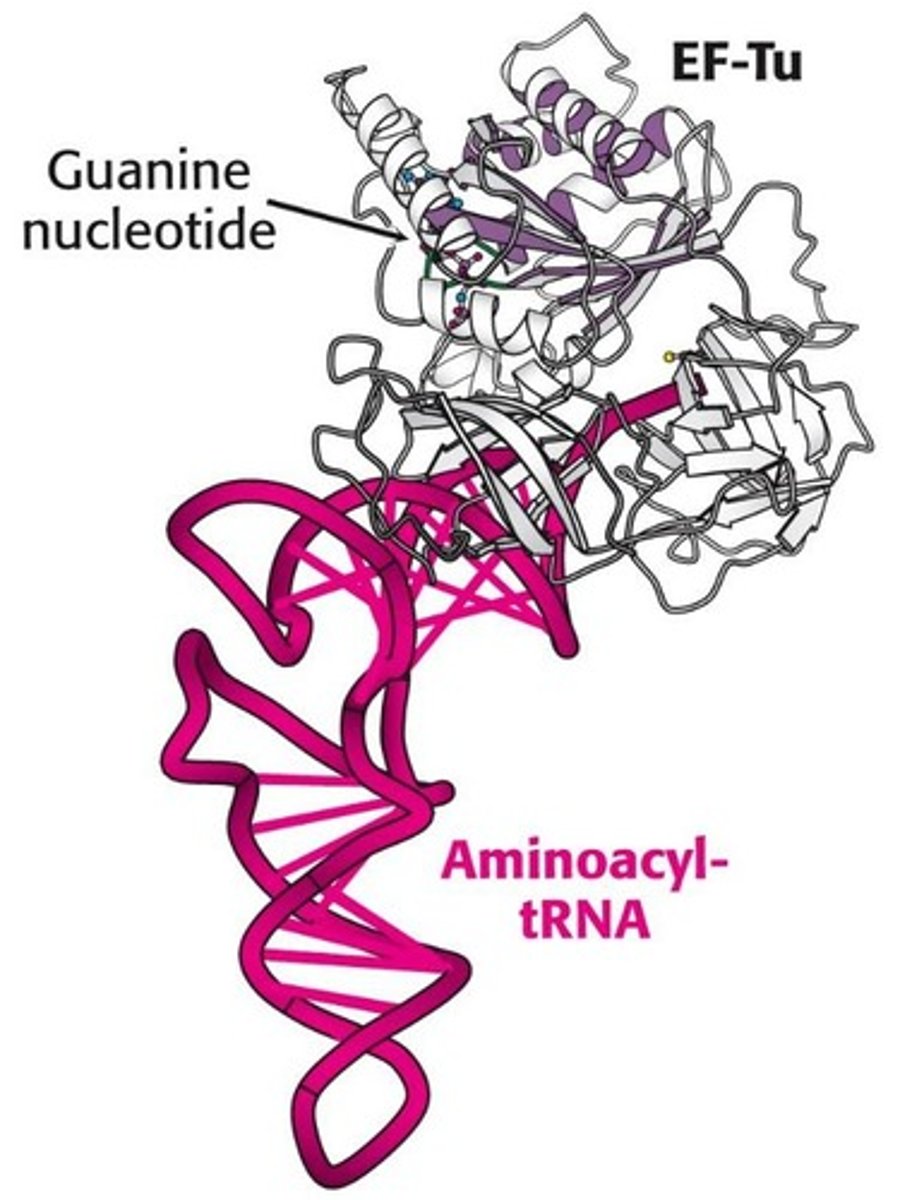 <p>Elongation factor that binds incoming aminoacyl-tRNA.</p><p>unstable</p>