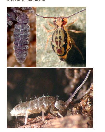 <p>Identify this insect + order</p>