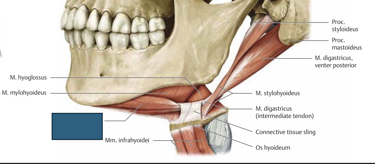 <p>m. digastricus → sarnane geniohyoideusega</p>