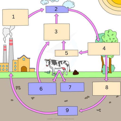 <p>This is the Carbon Cycle. Name labels 1-9</p>