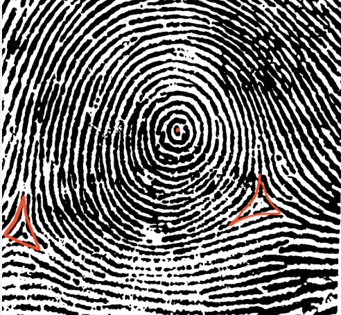 <p>plain whorl, two deltas, one core</p>