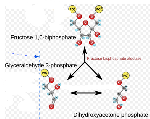 <p>Aldolase, Glyceraldehyde-3-phosphate (GAP) and Dihydroxyacetone phosphate (DHAP)</p>