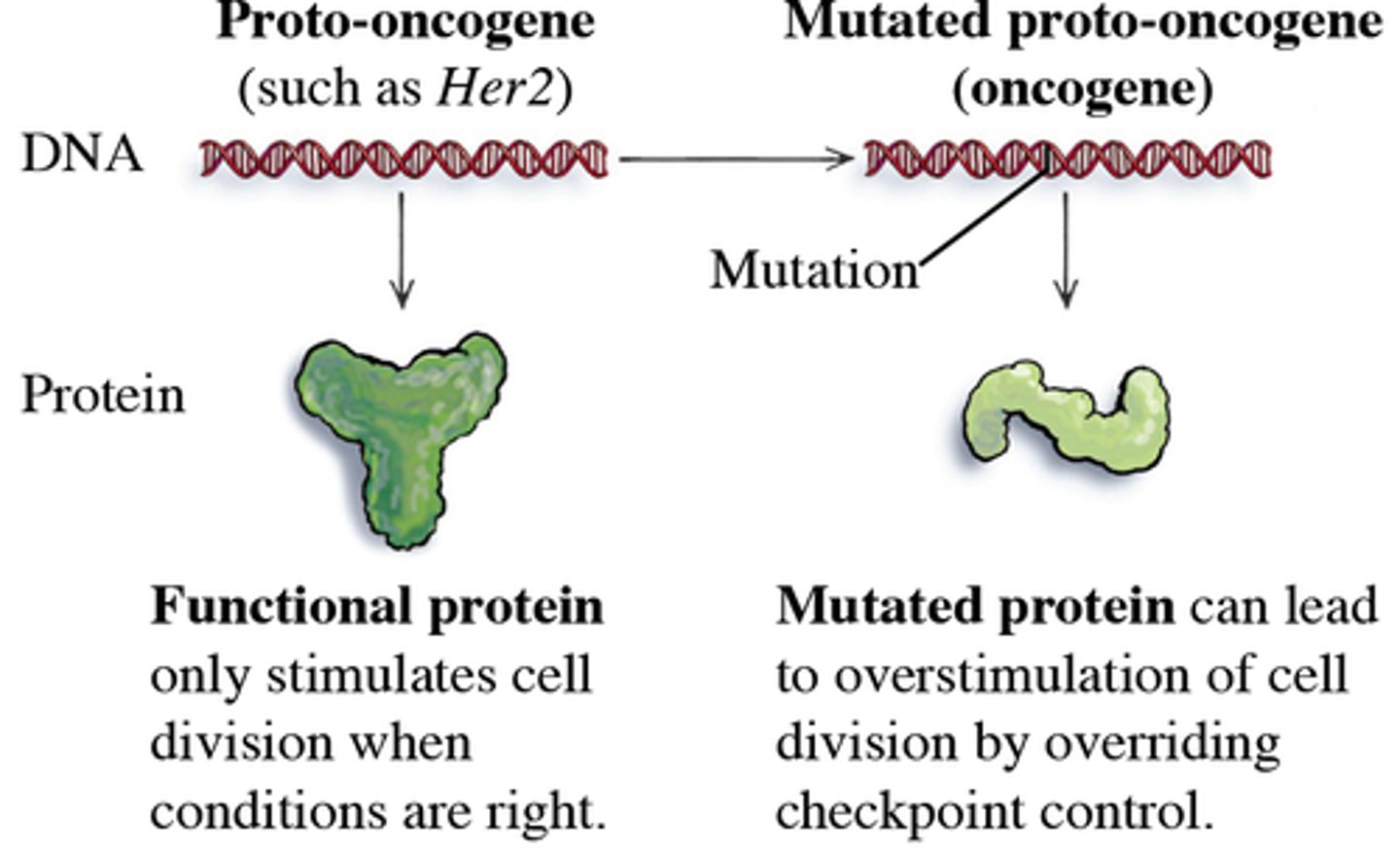<p>-Mutated versions of proto-oncogenes (normal genes that control normal growth)</p><p>-Cause cancer if inappropriately activated</p><p>-Dominant gain-of-function (only one dominant mutation is needed to cause a cell to become cancerous)</p>