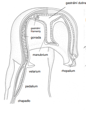 <p>pedalium - antropomorfie</p>