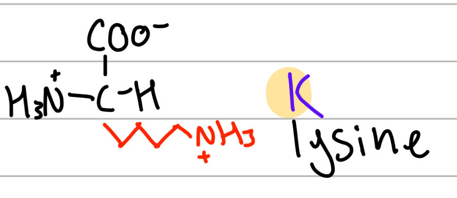 <p>-4CH2 NH3+;</p><p>K = next to L, Leuc = lys = 4, 4CH2;</p><p>positive charge, Hphilic</p>