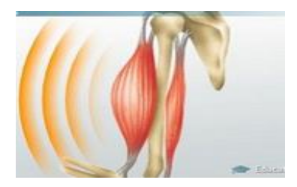 <ol><li><p></p><ul><li><p>This is the fundamental function of muscles.</p></li><li><p>It allows for movement, from simple actions like blinking to complex ones like running. &nbsp;</p></li><li><p>Muscle contraction involves the sliding of protein filaments within muscle cells, generating force. &nbsp;</p></li></ul></li><li><p></p><ul><li><p>As a byproduct of muscle contraction, the body generates heat. &nbsp;</p></li><li><p>This heat is essential for maintaining body temperature, especially in cold environments. &nbsp;</p></li><li><p>Shivering, an involuntary muscle contraction, is a prime example of the body's mechanism to generate heat.</p><p>&nbsp;</p></li></ul><p></p></li></ol><p></p>