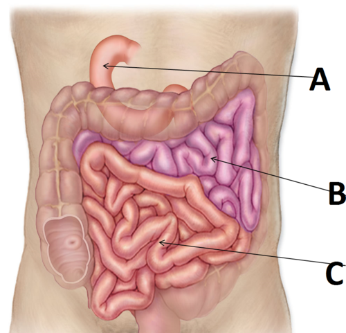 B