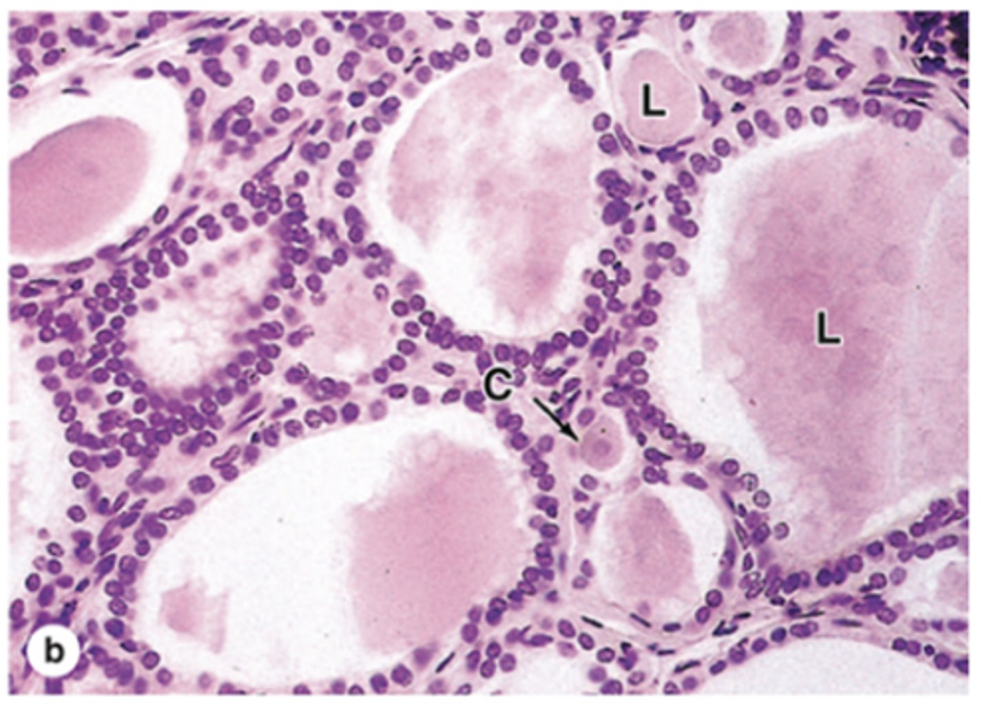 <p>What is the basic structural unit of the thyroid parenchyma?</p>
