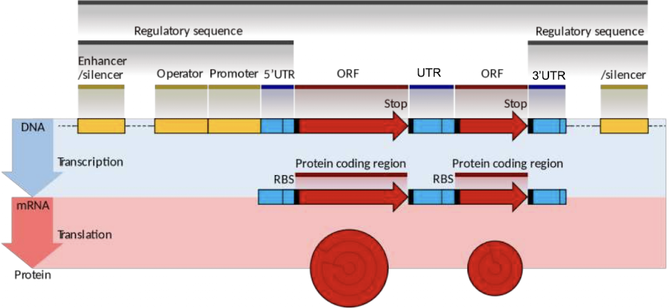 <p>single mRNA molecule has multiple ORFS, with each translating into a protein (seen in prokaryotes, not eukaryotes)</p>