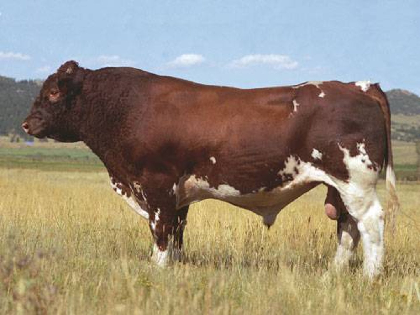 <p>Exotic/European Beef Breed</p><p>Originated in France.</p><p>Deep red in color with white underline and patches, can also be black.</p><p>Largest continental breed in terms of weight.</p>