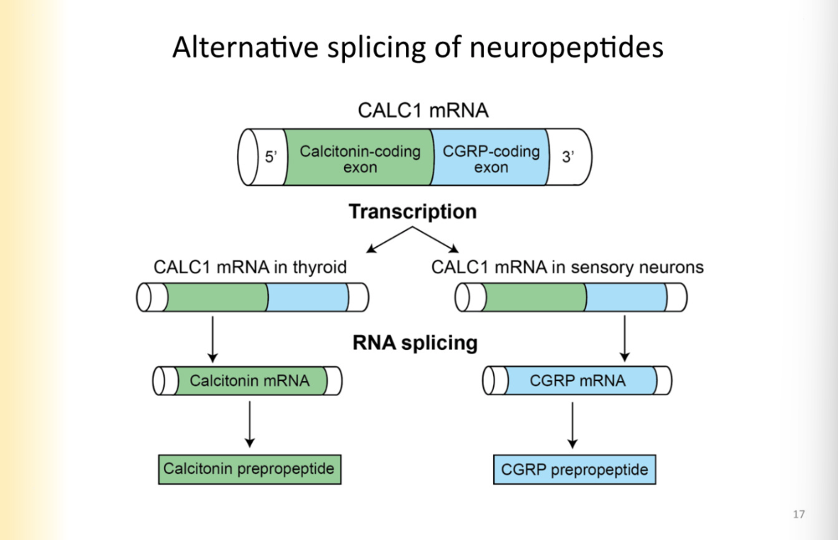 <p>Happening at mRNA level- pre-translation</p><ul><li><p>different coding regions in the same gene can code for different neuropeptides</p></li><li><p>they can be spliced to be separated </p></li></ul><p>example:</p><p>CALC 1 MRNA is spliced to have calcitonin coding region and cGRP mRNA region</p><p><strong>means a smaller portion of genes can give rise to more neuropeptides </strong></p>