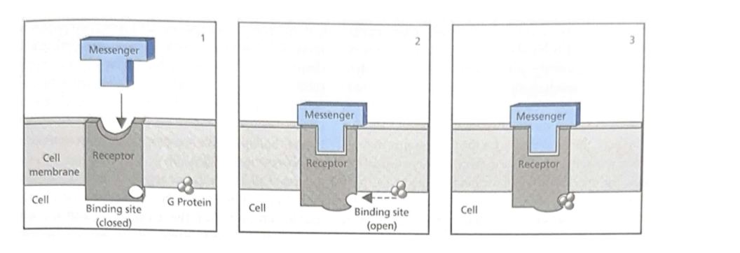 <ul><li><p><span style="background-color: transparent;">Chemical interactions between messenger and receptor change the shape of the receptor&nbsp;</span></p></li><li><p><span style="background-color: transparent;">Shape change allows a second messenger to bind or to be released</span></p></li></ul><p></p>