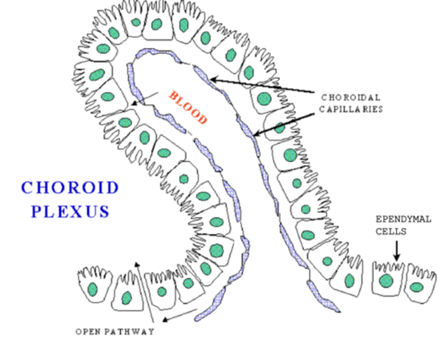 <p>capillaries that project within ventricles are covered by ependymal cells to form choroid plexus, what is its function?</p>