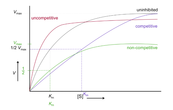 <p>Shifts left and down</p><p>Km decreases</p><p>V max decreases</p>
