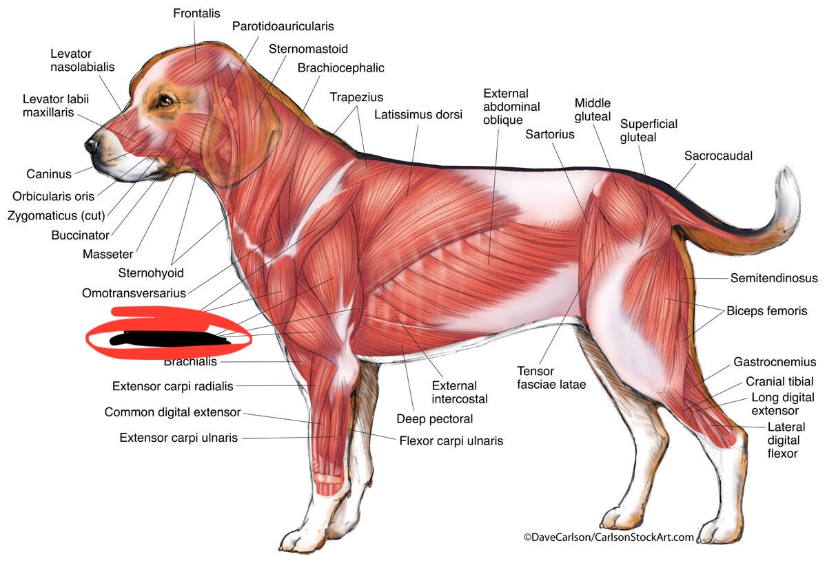 <p><strong>Extends elbow (all heads); long head also flexes shoulder</strong>.</p>