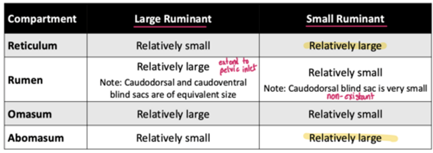 <p>review and recognize which parts of the stomach are largest for the large ruminant vs small ruminant</p>