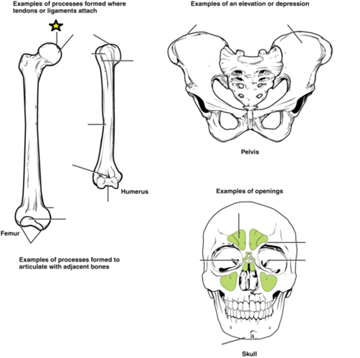 <p>Pit in the head of a femur</p>