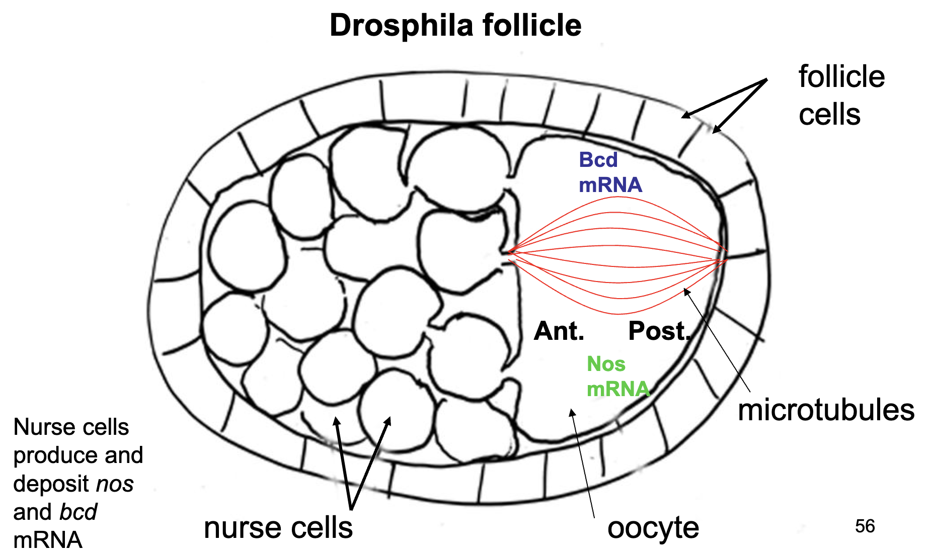<ul><li><p>the oocyte already has polarity (i.e. already has an established anterior-posterior axis)</p></li><li><p>the polarity of the oocyte is set up by the surrounding environment and is used to direct the orientation of the microtubules</p></li><li><p>the orientation of the microtubules is used to direct <em>bcd+</em> and <em>nos+ </em>mRNA to one end or the other</p></li><li><p>Microtubule orientation in the oocyte is guided by cell-cell interactions between the oocyte and the asymmetric cellular environment of the follicle</p></li></ul><p></p>