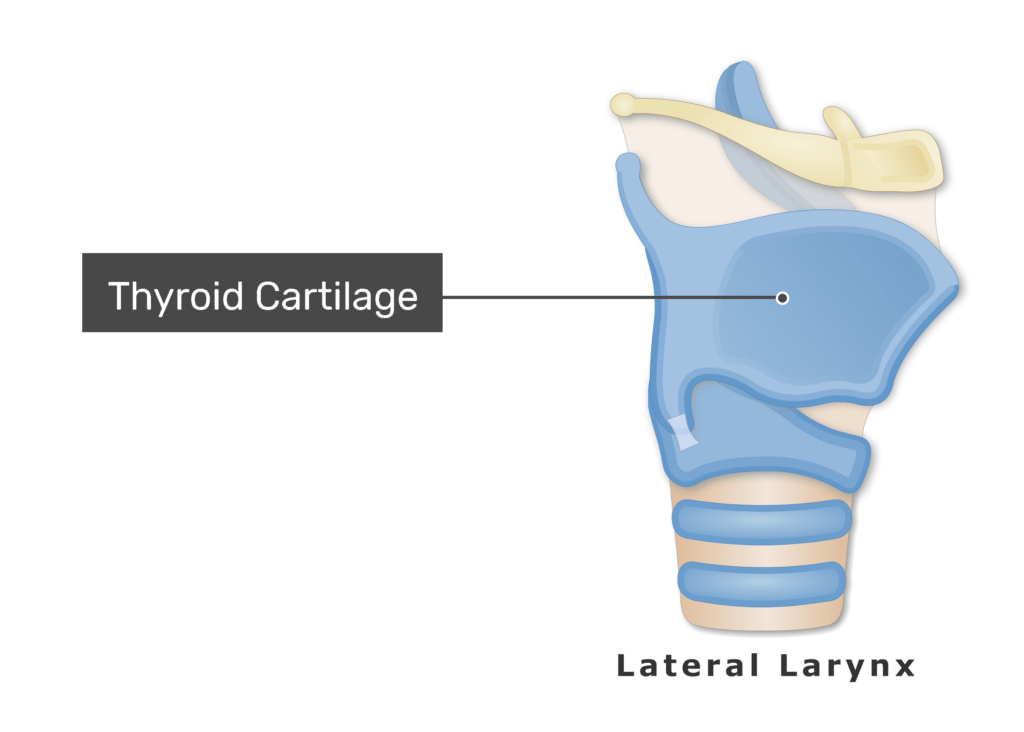 <p>Thyroid cartilage.</p>