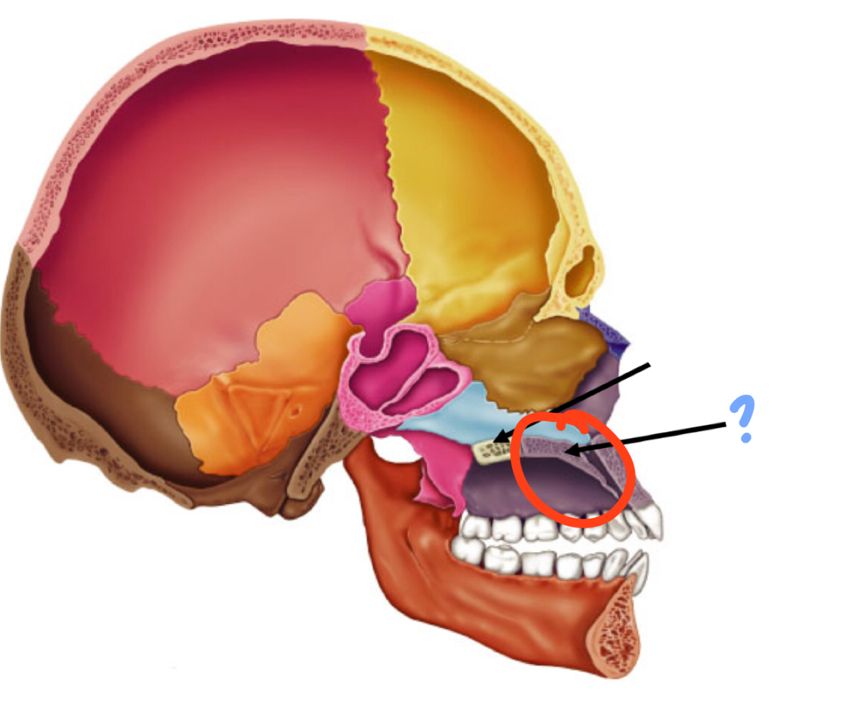 <p>roof of mouth</p>