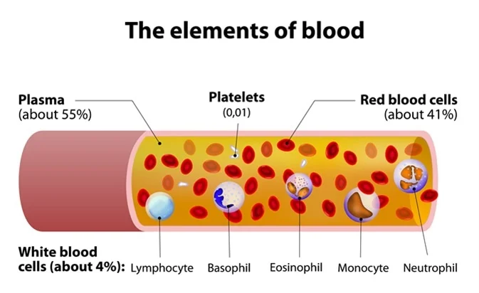 <p><strong>extracellular </strong>component of the blood </p><p>liquid component of blood.<br>Mostly water, plus:</p><ul><li><p>nutrients, gases, hormones, electrolytes, wastes and</p></li><li><p><strong><u>plasma proteins</u></strong><u>, which include:</u></p><ul><li><p><strong>Albumen</strong> → contributes to blood viscosity</p></li><li><p><strong>Globulins</strong> → include immunoglobulins (antibodies)</p></li><li><p><strong>Fibrinogen</strong> → inactive form of <strong>fibrin</strong>, required for clotting</p></li></ul></li></ul><p></p>