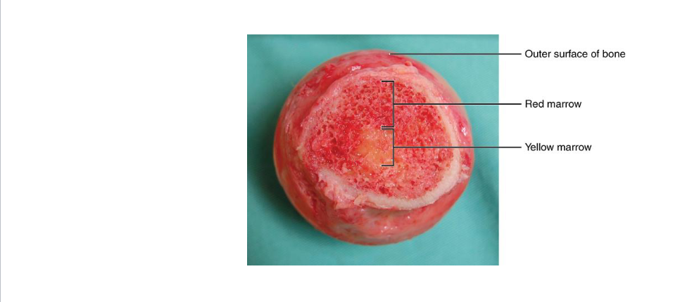 <p>Red Bone Marrow</p>