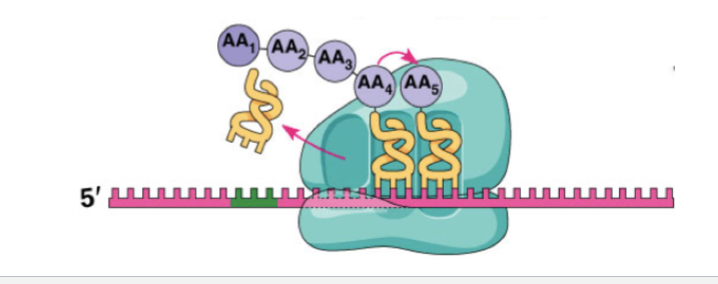 <p>The ribosome moves 5′→3′ along mRNA, adding amino acids to the growing chain one codon at a time</p>