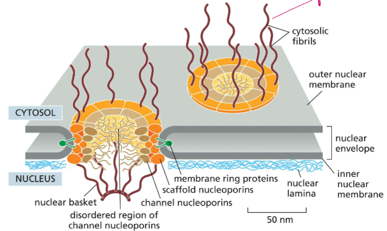 <ul><li><p>The nuclear basket extends into the inner nucleus</p></li><li><p>Cytosolic fibrils extend out into the cytosol</p></li><li><p>The disordered region of channel nucleoporins </p></li><li><p>scaffolding nucleoporins hold them to the side</p></li><li><p>The nuclear envelope holds the width of the pore</p></li></ul><p></p>