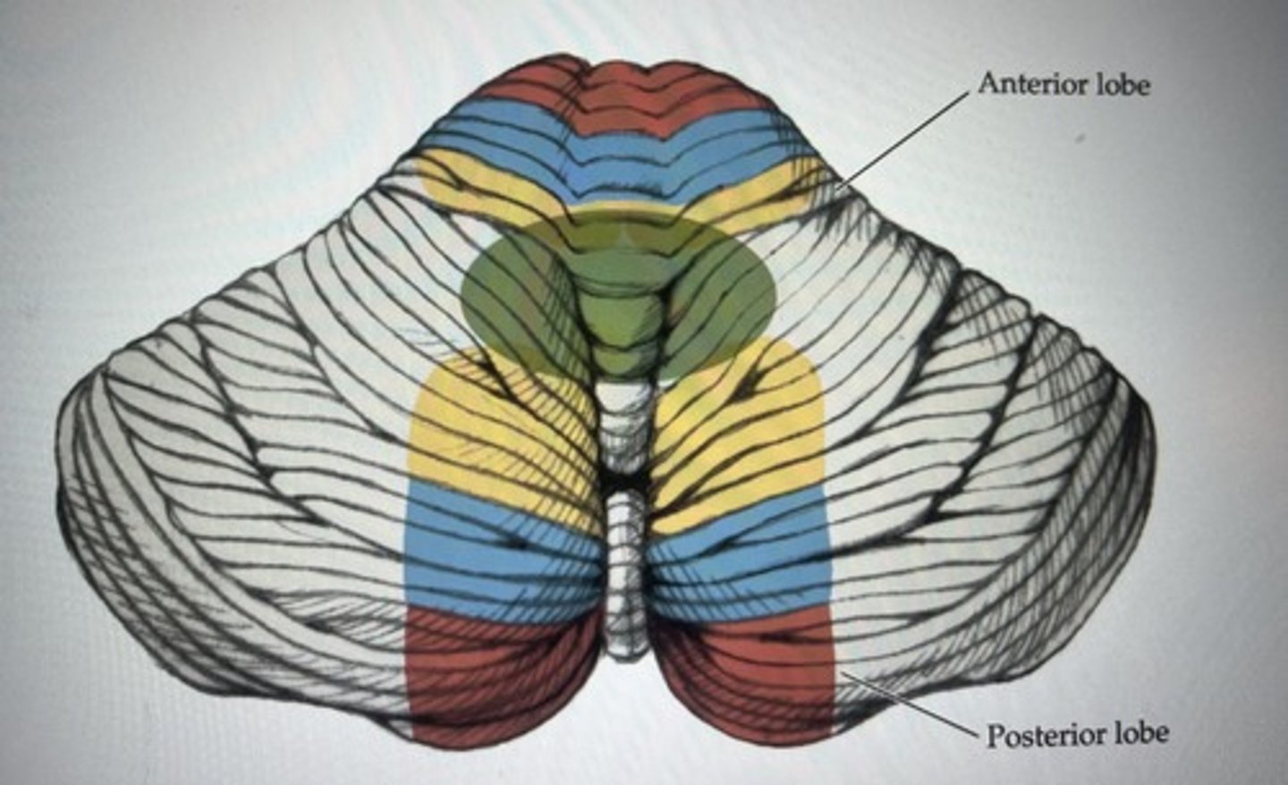 <p>The cerebellum has 2 homunculi, in this image label what each color represents in respect to what part of the homunculus it is associated with</p>
