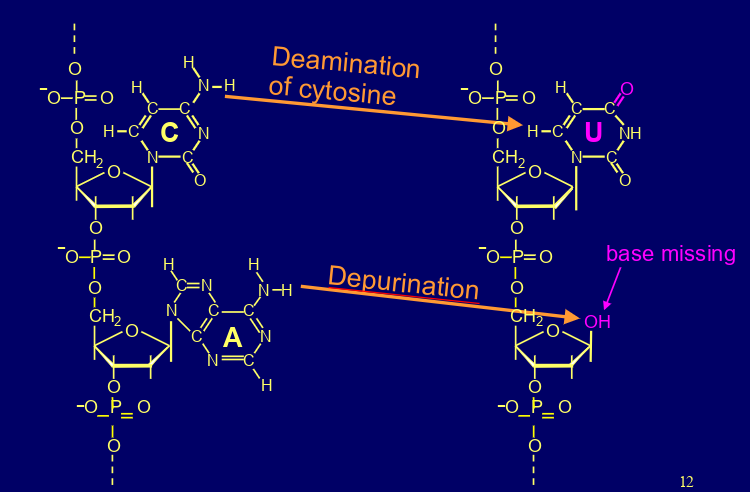 <p>deamination &amp; depurination</p>