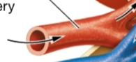 <p>what is this? kidney</p>