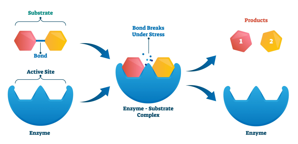 <p>Enzymes are <strong>proteins which break down macro nutrients so they they can be absorbed into the body</strong>. They can break break down larger molecules into smaller molecules or smaller molecules into larger molecules. Also, they are <u>biological catalysts;</u> <strong>speed up digestion.</strong></p>