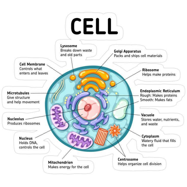 <p>Study of cells?</p>