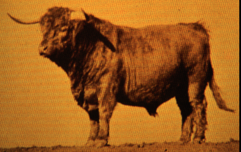 <p>Scotch Highland</p>