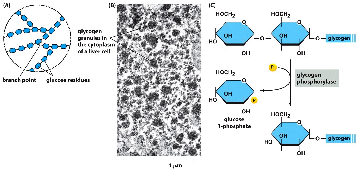 <p>Glycogen Synthase</p>