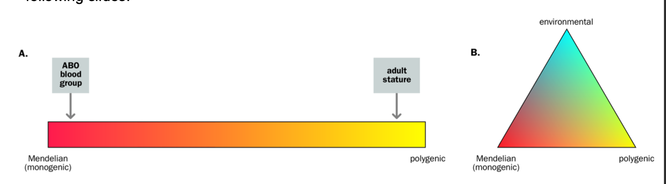 <p>(genotype = list of alleles at locus)</p><p></p><p><u>Monogenic</u></p><p>-Genetic characters whose presence / absence depends on the <strong>GENOTYPE AT A SINGLE LOCUS</strong></p><p><strong>-Mendelian characters - pedigree patterns </strong></p><p></p><p><strong>Non-mendelian / MULTIFACTORIAL</strong></p><p><strong>-GENOTYPE AT MULTIPLE LOCI </strong></p><p>-Genetic characters are governed by genes at MORE THAN ONE locus </p><p>-governed by a small number of loci = oligogenic</p><p>-governed by lots of loci, each with small effects = polygenic </p><p></p>