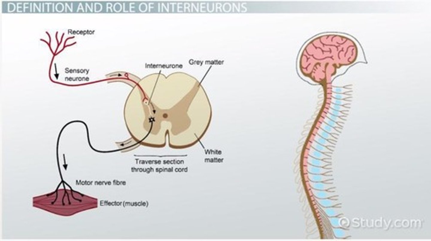 <p>They connect and process information between sensory and motor neurons.</p>